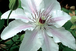 Clematis Vine 'Fair Rosamund' New 2026
